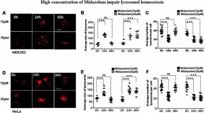 TFEB Probably Involved in Midazolam-Disturbed Lysosomal Homeostasis and Its Induced β-Amyloid Accumulation
